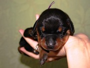  предлагаются  щенки  добермана  в  Самаре рождённые 21 января 20011 г