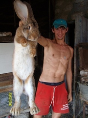 Продам кроликов - гигантов породы 