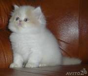 роскошные персидские котята-арлекины(недорого)
