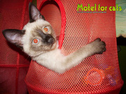Мы предоставляем услуги гостиничного размещения кошек,  а так же домашн