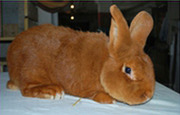 Продаем кроликов породы Новозеландская красная,  Новозеландская белая 