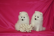 Продаются щенки японского шпица от титулованных родителей,  с родословн